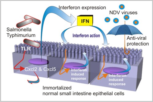 腸細(xì)胞粘膜Celartia s